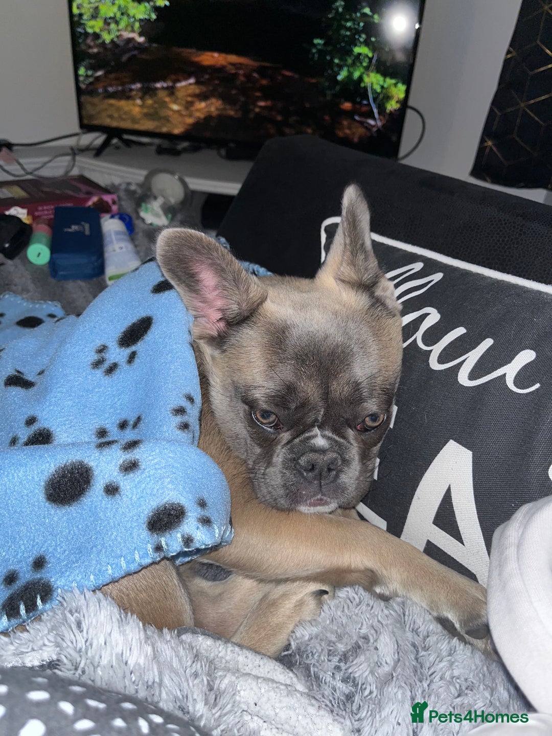 French Bulldog dogs for sale: French bulldog  - Image 16