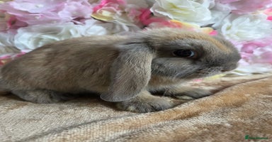Mini Lop rabbits - Advert 7