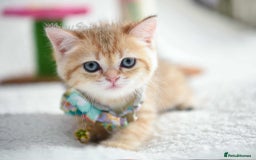 British Shorthair cats for sale: British shorthair Pedigree Neutered  - Image 13