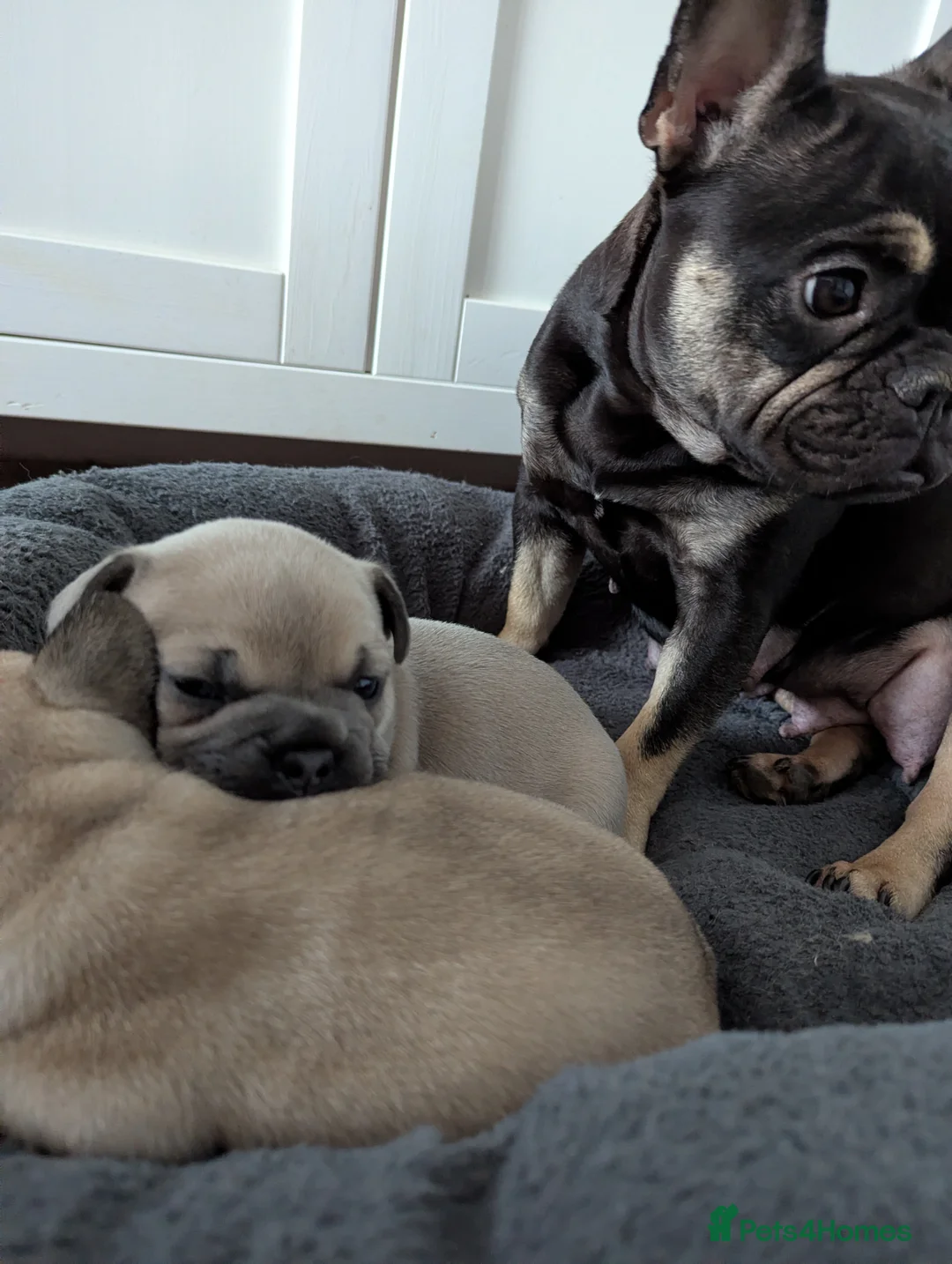 French Bulldog dogs for sale: French bulldog bitch - Advert 2