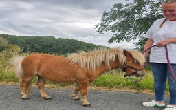 Shetland pony horses for sale: Beautiful 7h Mini shetland Gelding  - Image 4