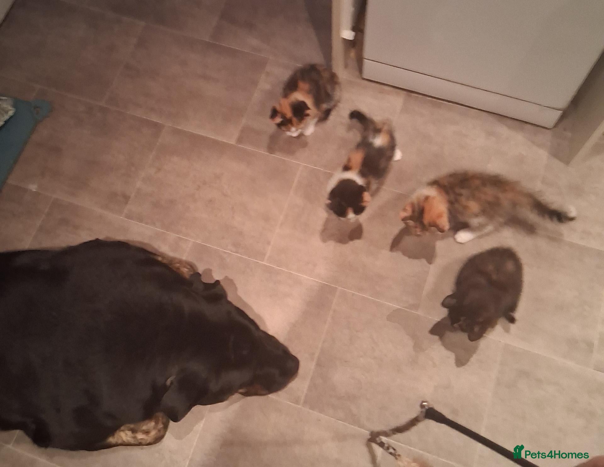 Mixed Breed cats Stunning 😻 Calico Tabbies ready now  - Advert 1