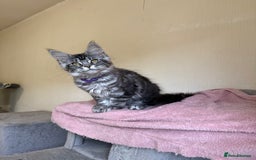 Maine Coon cats for sale: Pedigree GCCF Russian Import line Maine Coons - Image 19