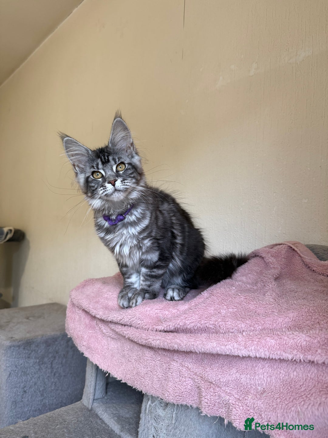 Maine Coon cats for sale: Pedigree GCCF Russian Import line Maine Coons - Image 19