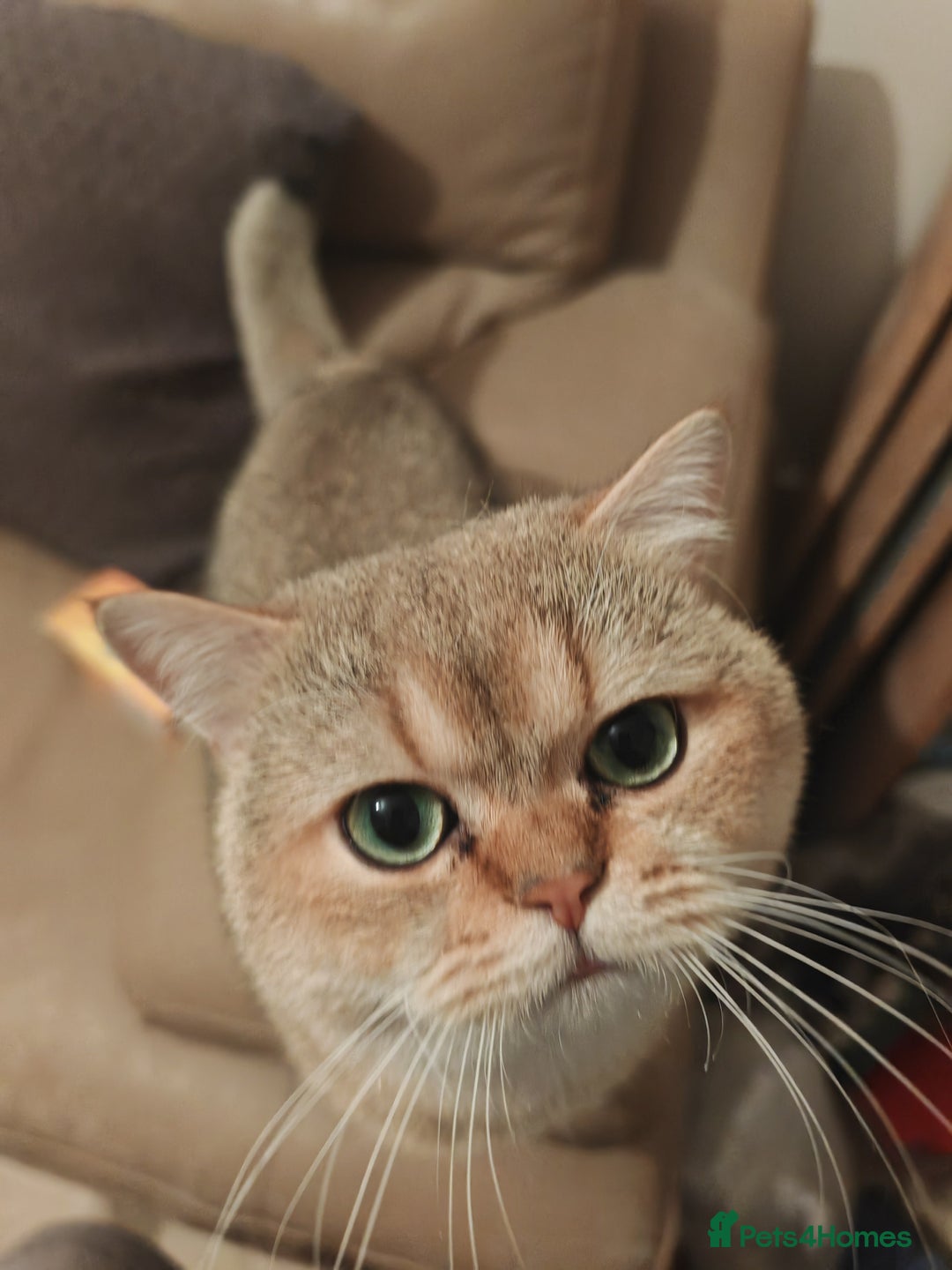 British Shorthair cats for sale: Millie available Pegidree adult loving BSH - Advert 13