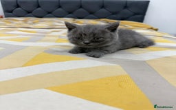 British Shorthair cats for sale: British short hair  - Image 9