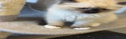 Ragdoll cats for sale: 🐾💙 5 Gorgeous Male Ragdoll Kittens for Sale - Advert 22