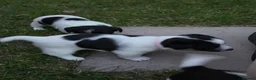 Jack Russell dogs for sale: 5 Adorable Jack Russell's looking for 5* Homes - Advert 2