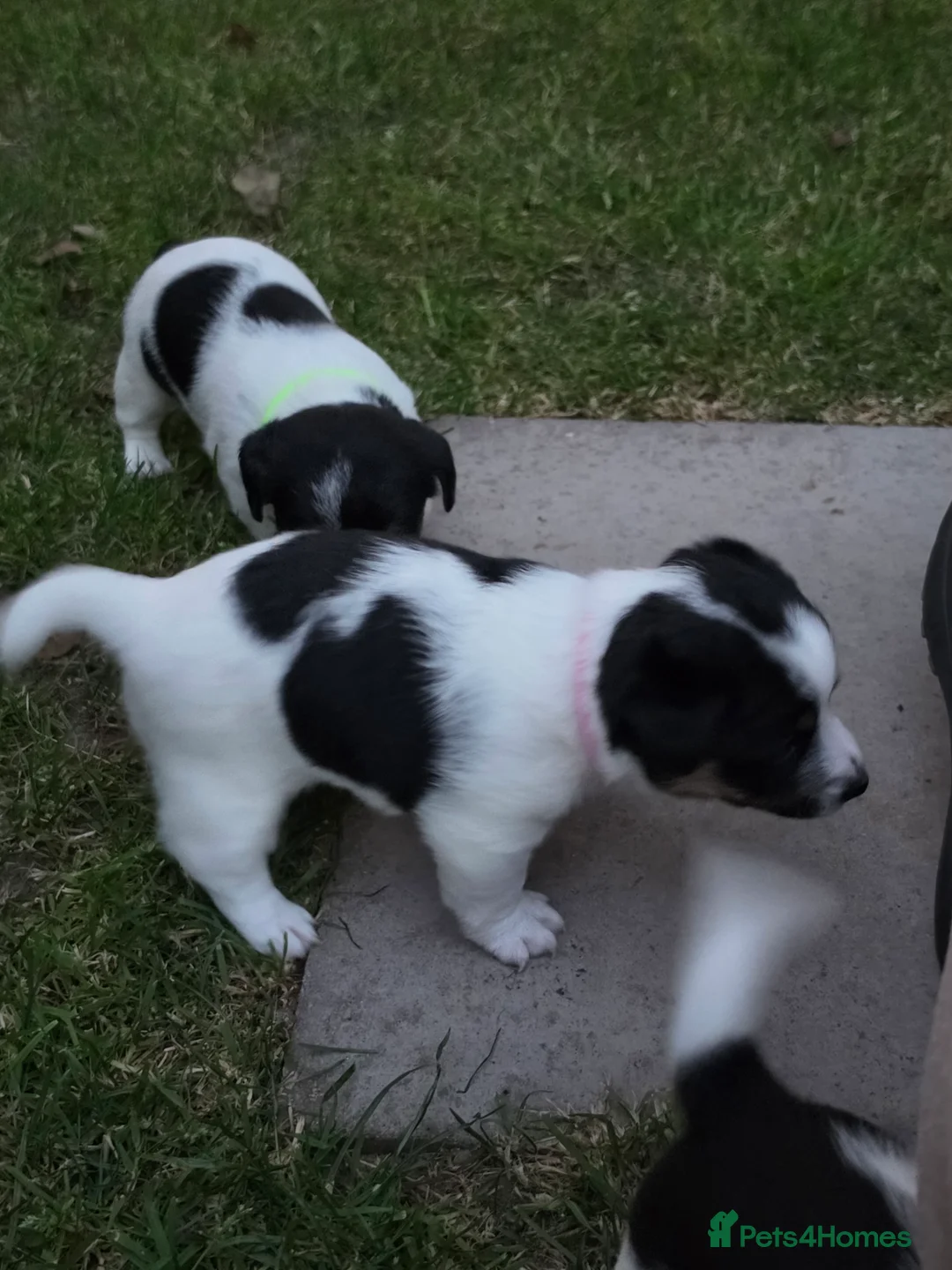 Jack Russell dogs for sale: 5 Adorable Jack Russell's looking for 5* Homes - Advert 2