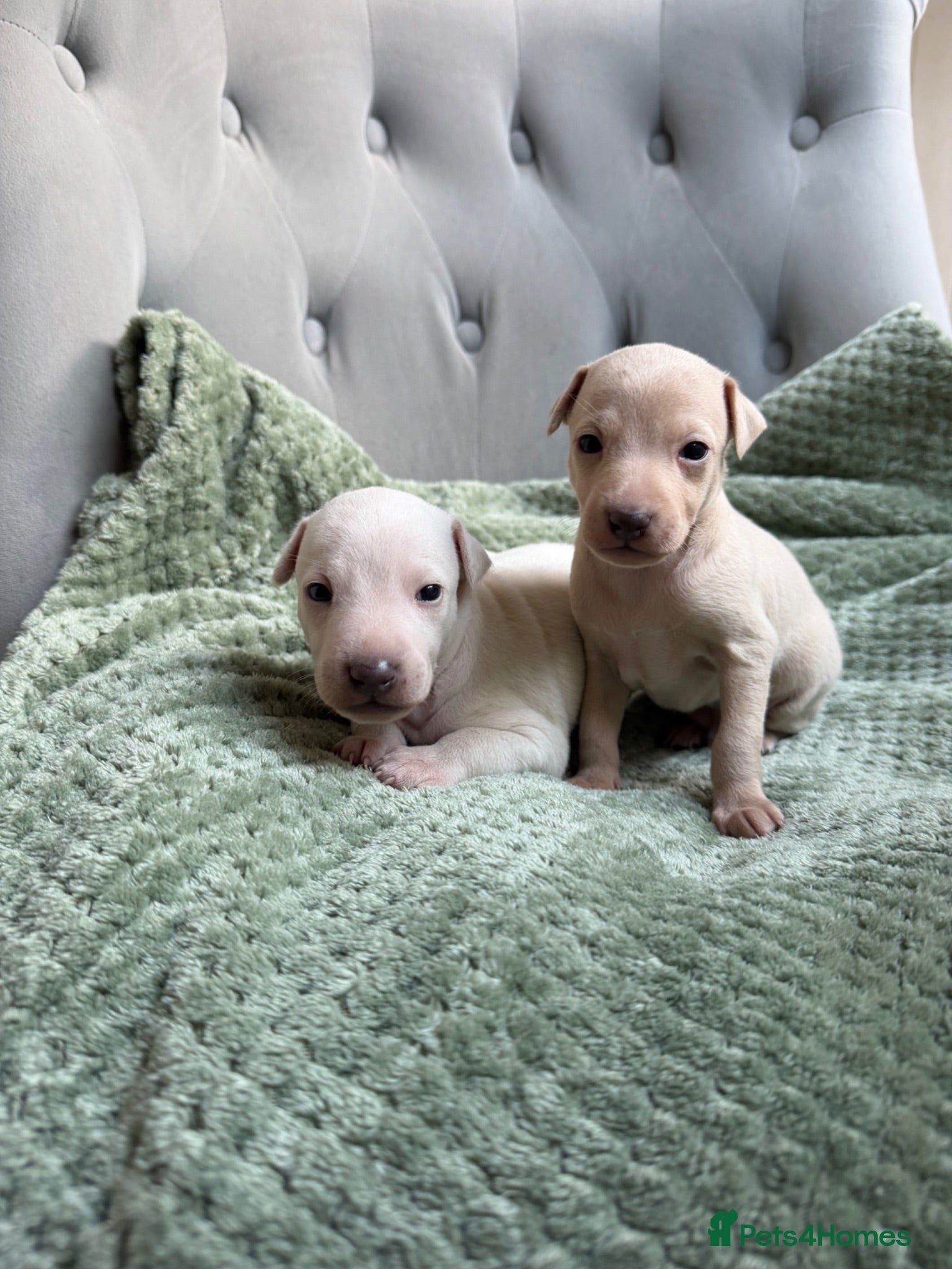 Italian Greyhound dogs 🐾Stunning cream kc registered Italian greyhound🐾 - Advert 2