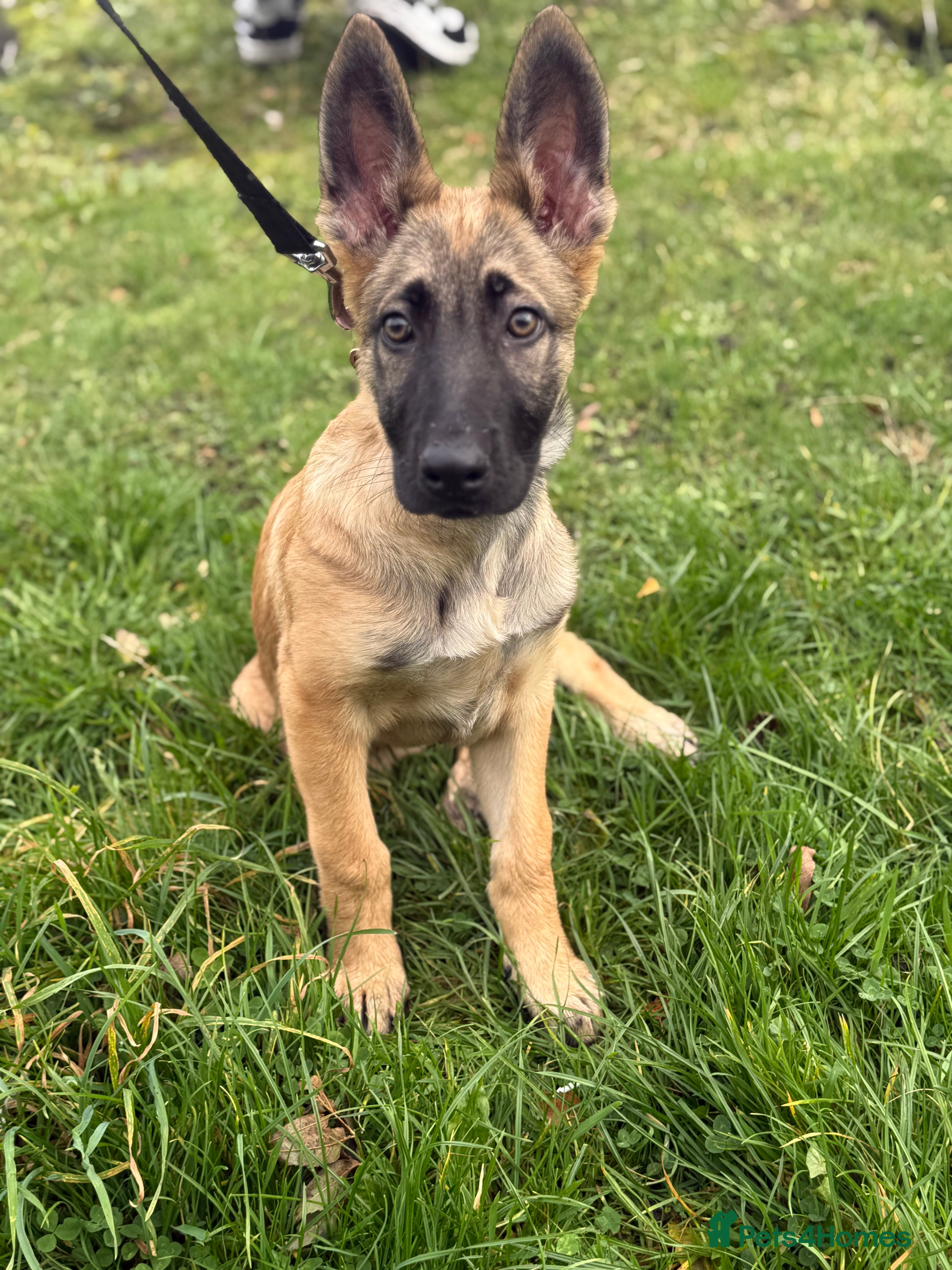 Mixed Breed dogs German Shepard mix malinios  - Advert 9