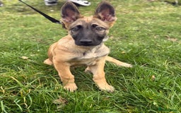 Mixed Breed dogs for sale: German Shepard mix malinios  - Image 1