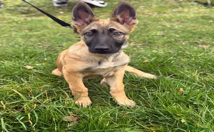 Mixed Breed dogs - Advert 1