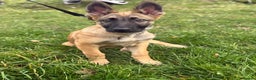 Mixed Breed dogs for sale: German Shepard mix malinios  - Advert 1