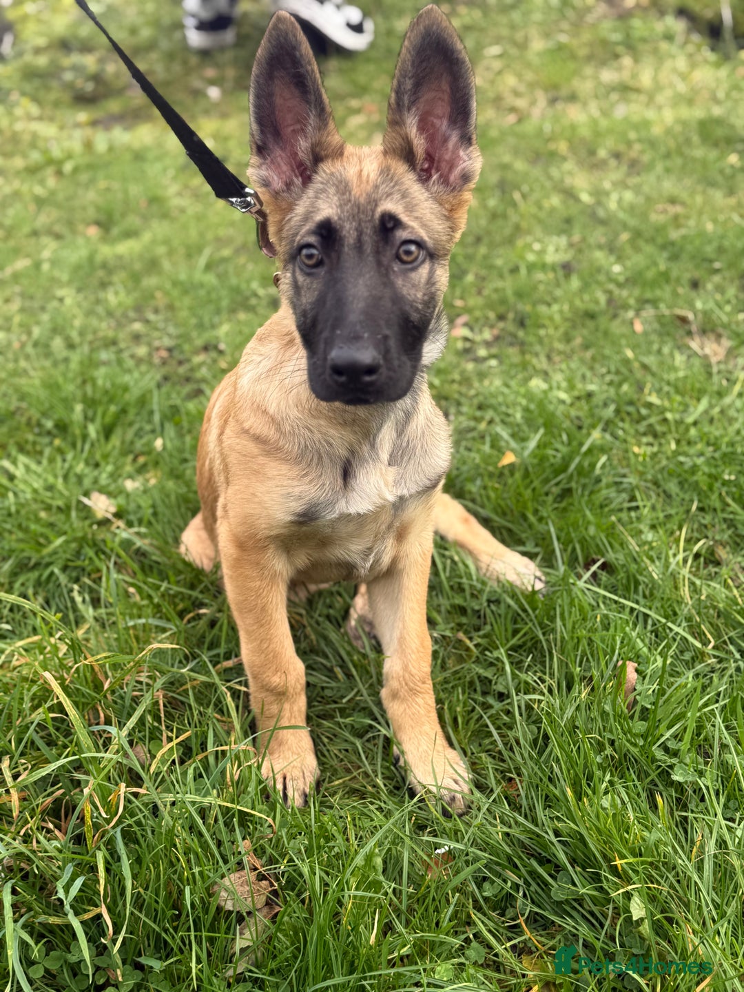 Mixed Breed dogs for sale: German Shepard mix malinios  - Image 1