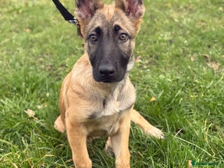 Mixed Breed dogs - Advert 24