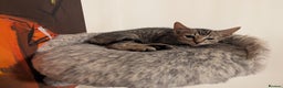 Mixed Breed cats for sale: 3 brindle kittens with Sphynx mother - Advert 5
