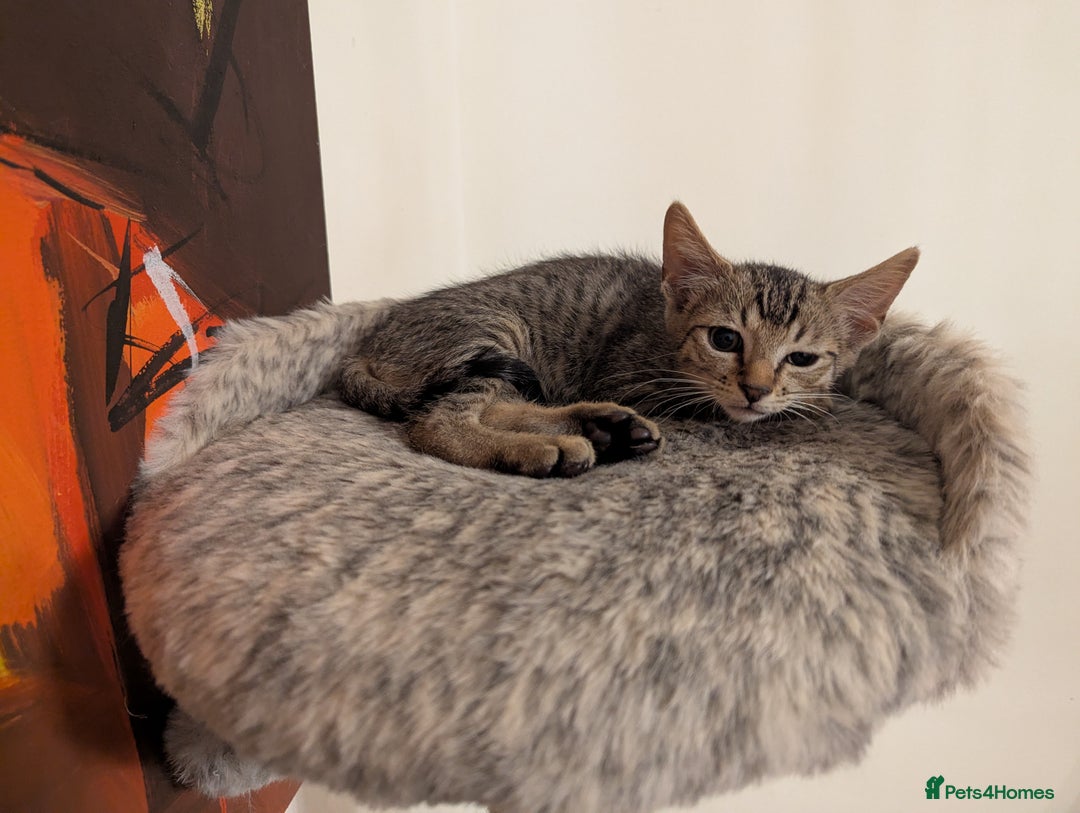 Mixed Breed cats for sale: 4 Tabby cats and one black with Sphynx mother - Image 5