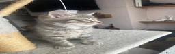 Ragdoll cats for sale: Ragdoll mixed breed kittens for sale in Thetford - Advert 15