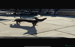 Chihuahua dogs for sale: Blue and white chihuahua boy - Image 2