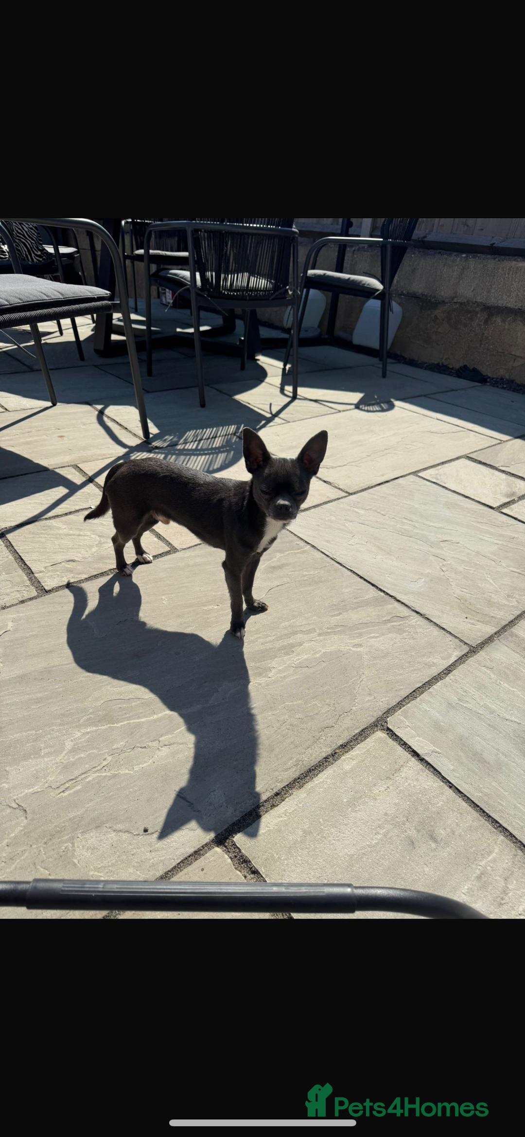Chihuahua dogs for sale: Blue and white chihuahua boy - Image 2