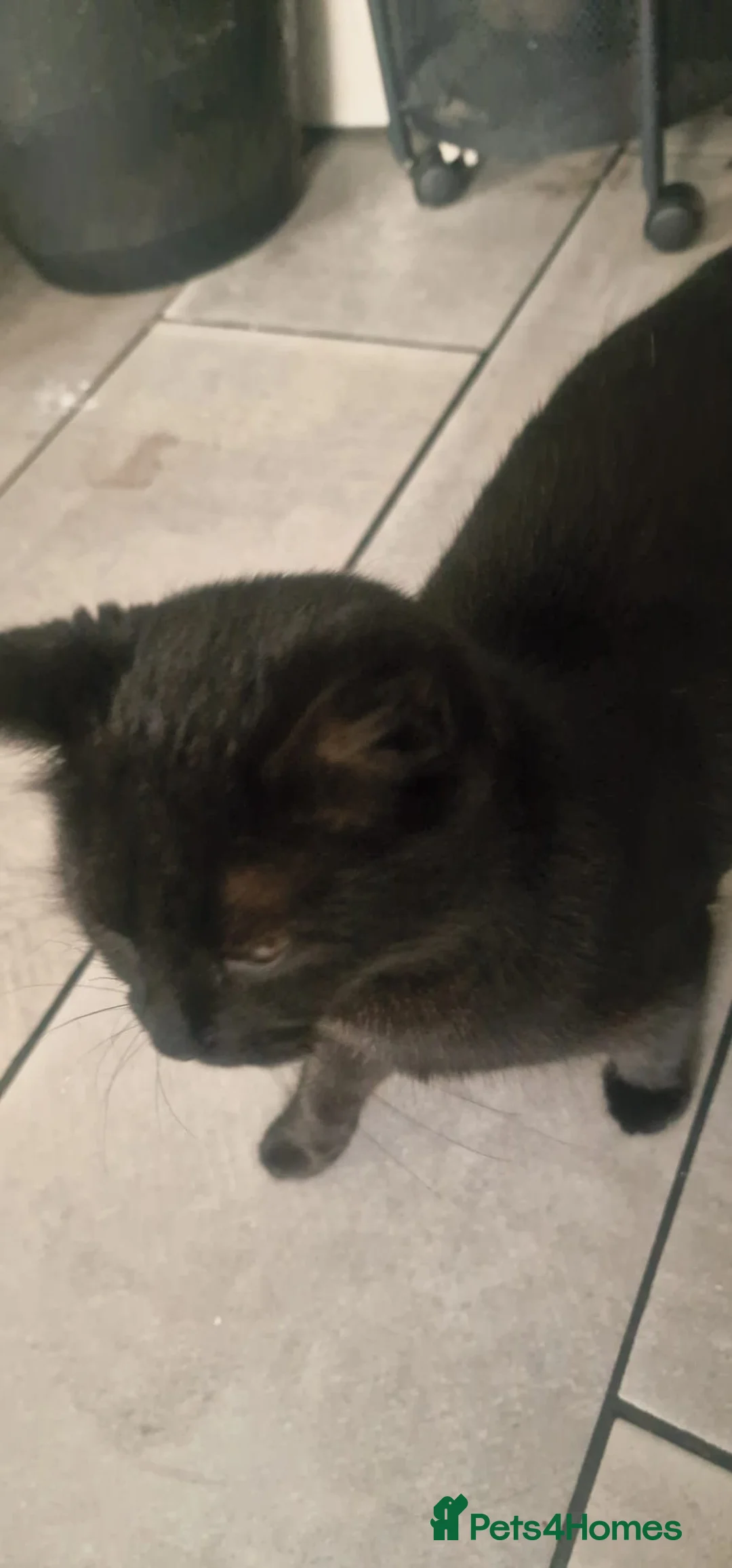 Mixed Breed cats for sale: Kitten  in Birmingham - Advert 9