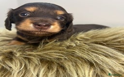Miniature Dachshund dogs for sale: 🤍🐾🐻 READY TO GO 1ST SEPTEMBER 🐻🐾🤍 - Image 4