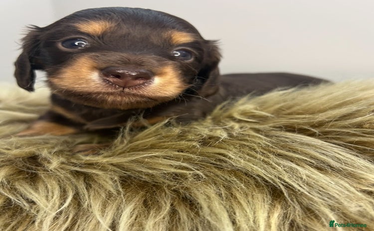 Miniature Dachshund dogs - Advert 1