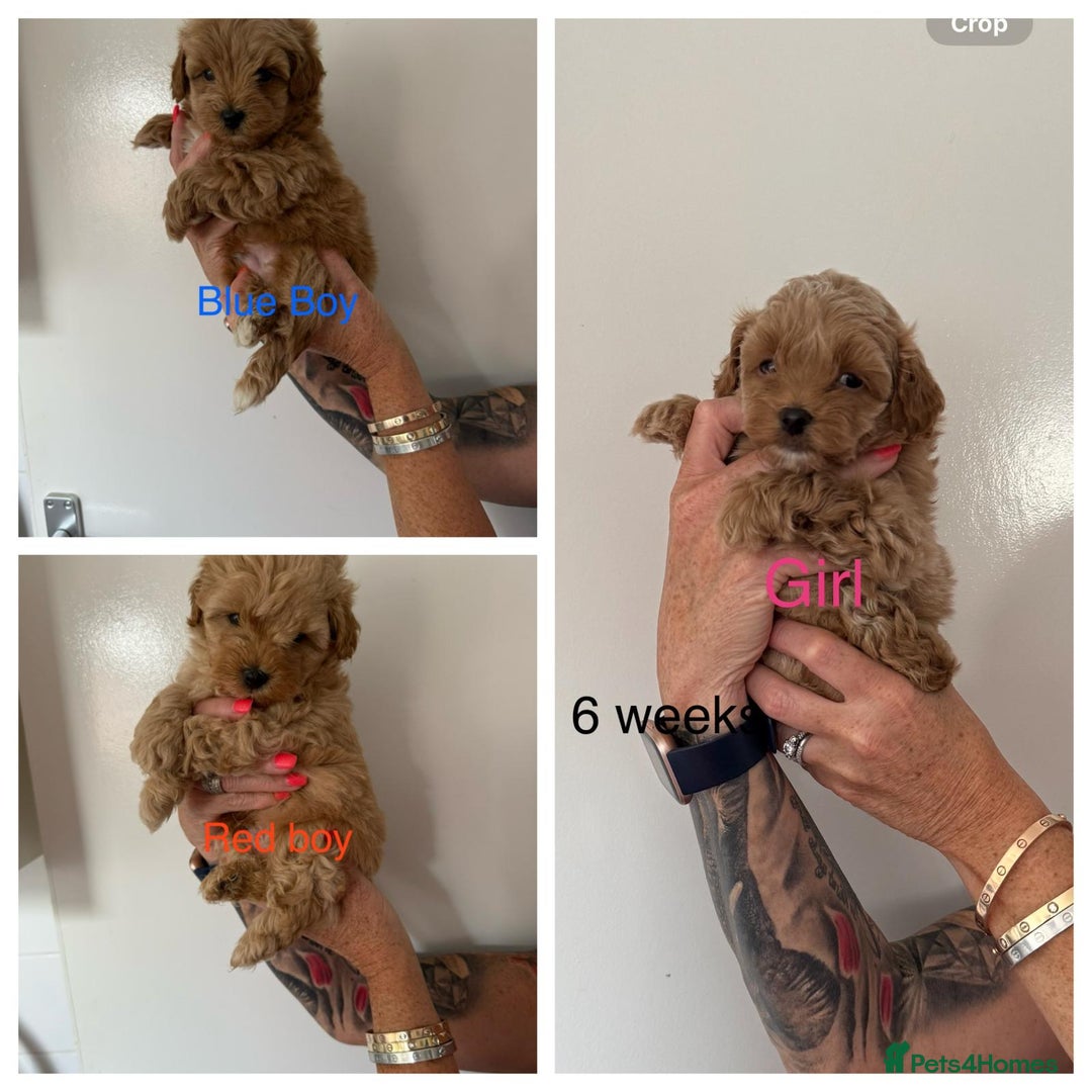 Maltipoo dogs for sale: Maltipoo in Brentwood - Image 1