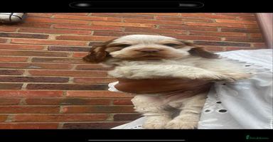 Cocker Spaniel dogs - Advert 3