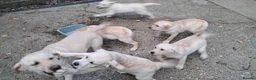 Labrador Retriever dogs for sale: KC reg, robust Labrador puppies. Fully inocs. - Advert 8