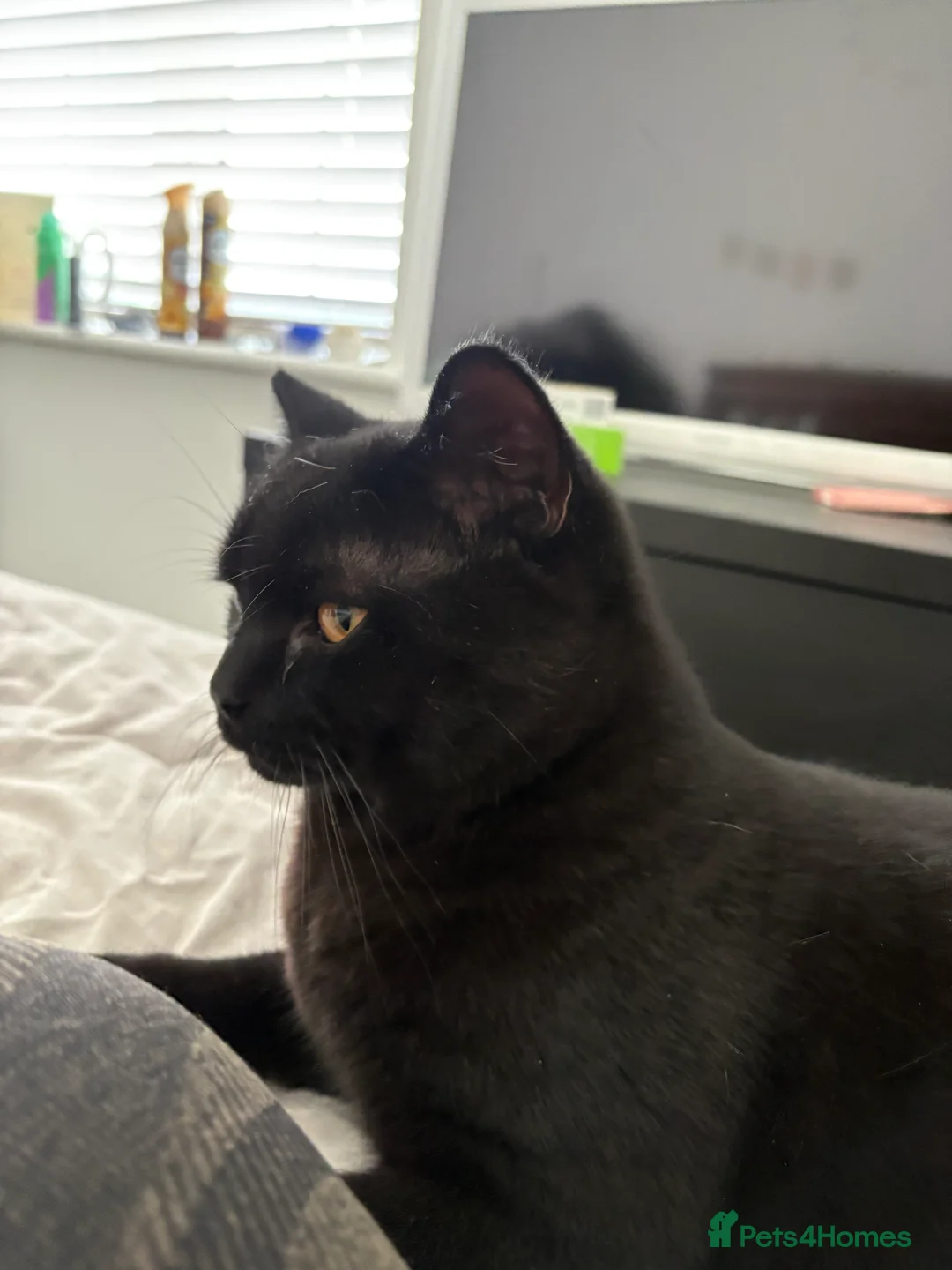 British Shorthair cats for sale: British shorthair for adoption  - Advert 4