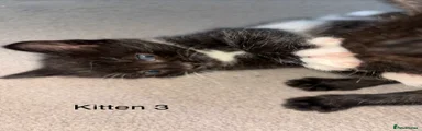 Kitten 3