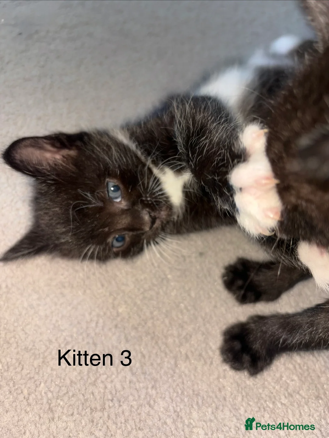 Domestic Shorthair cats for sale: 3 Black/Grey/Tabby Kittens - Advert 2