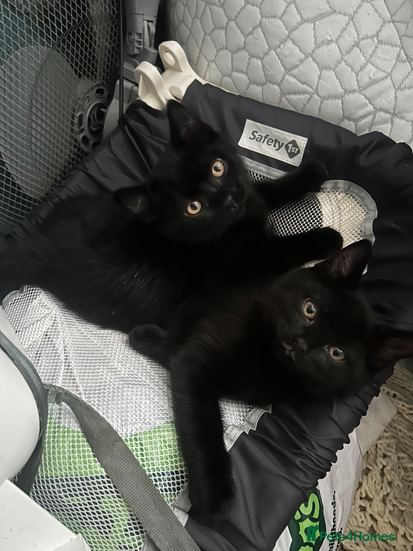 Mixed Breed cats Three Black British Shorthair Cross Kittens - Advert 16