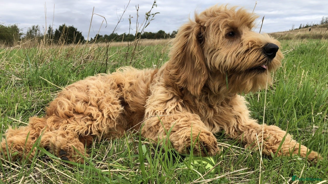 Goldendoodle dogs Phoebe F1 Miniature Goldendoodle - Advert 4