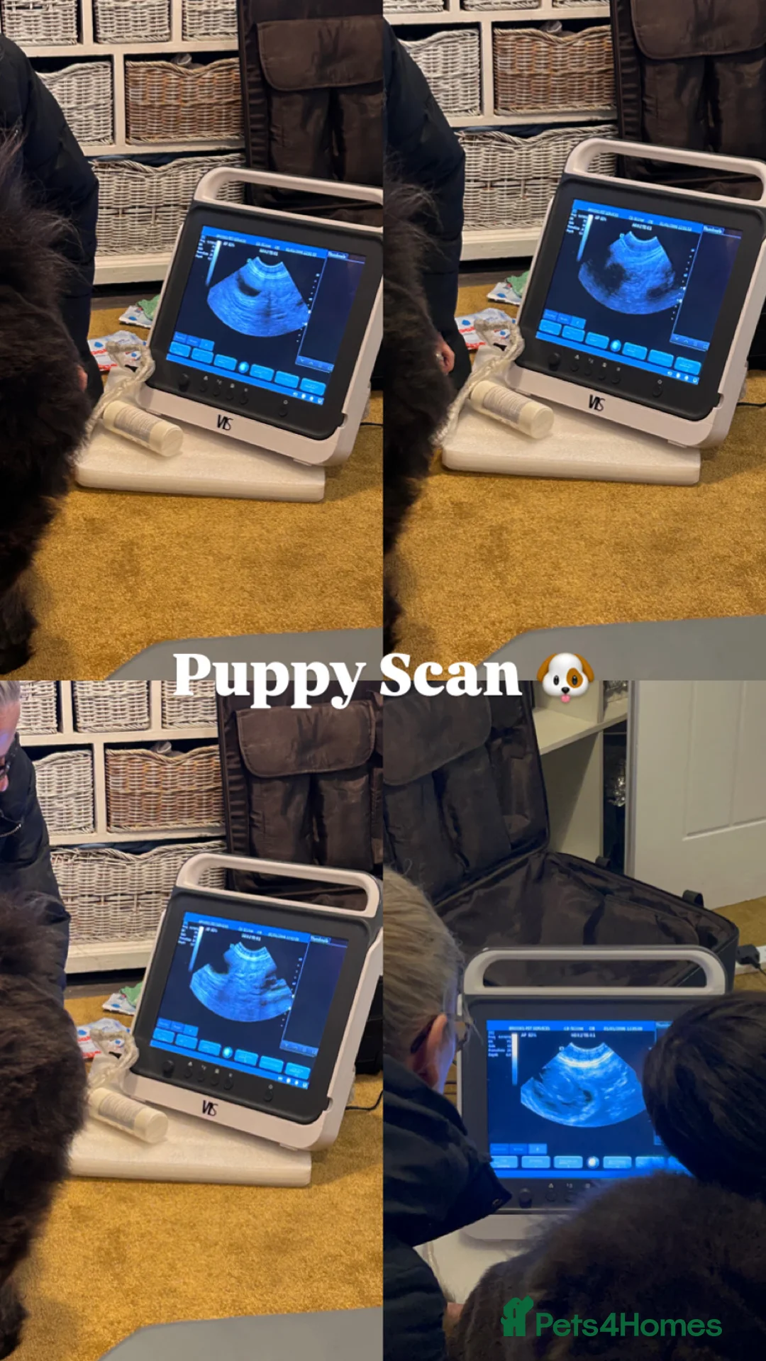 Chow Chow dogs for sale: Four Luxury Female ChowChows🐾 - Advert 2