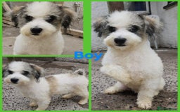 Poochon dogs for sale: F1 sable / sable merle poochons - Image 3