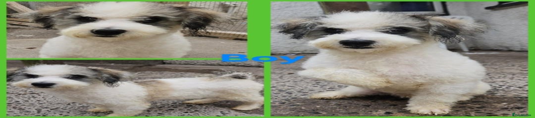 Poochon Puppy 2