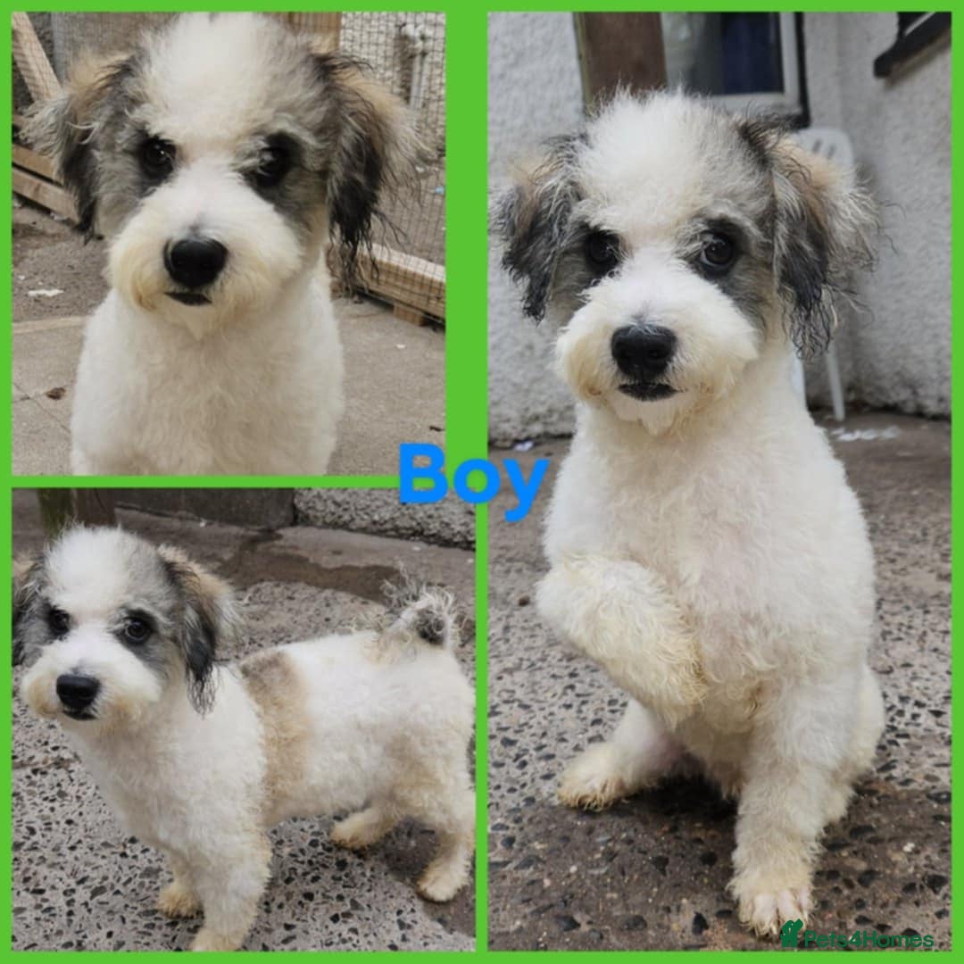 Poochon dogs for sale: F1 sable / sable merle poochons - Image 3