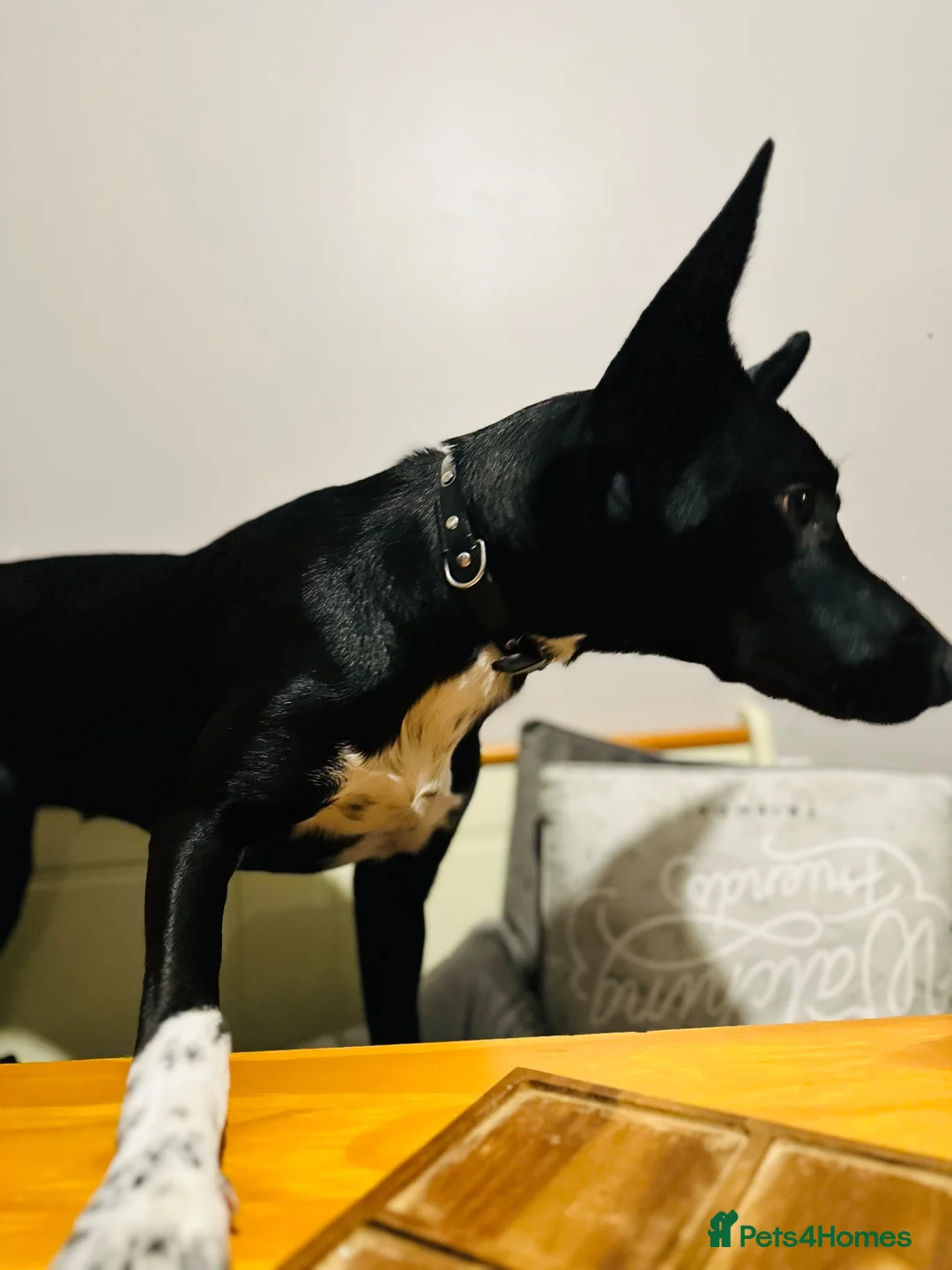 Mixed Breed dogs for stud: Our Polpetta Looking for a home  - Advert 2