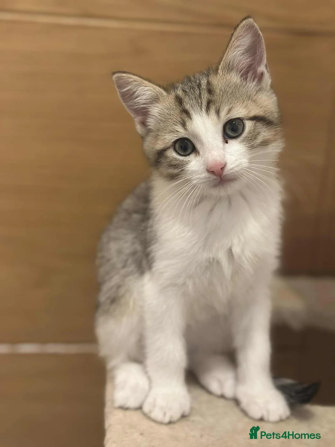 Mixed Breed cats for sale: 3 Beautiful Kittens - Advert 7