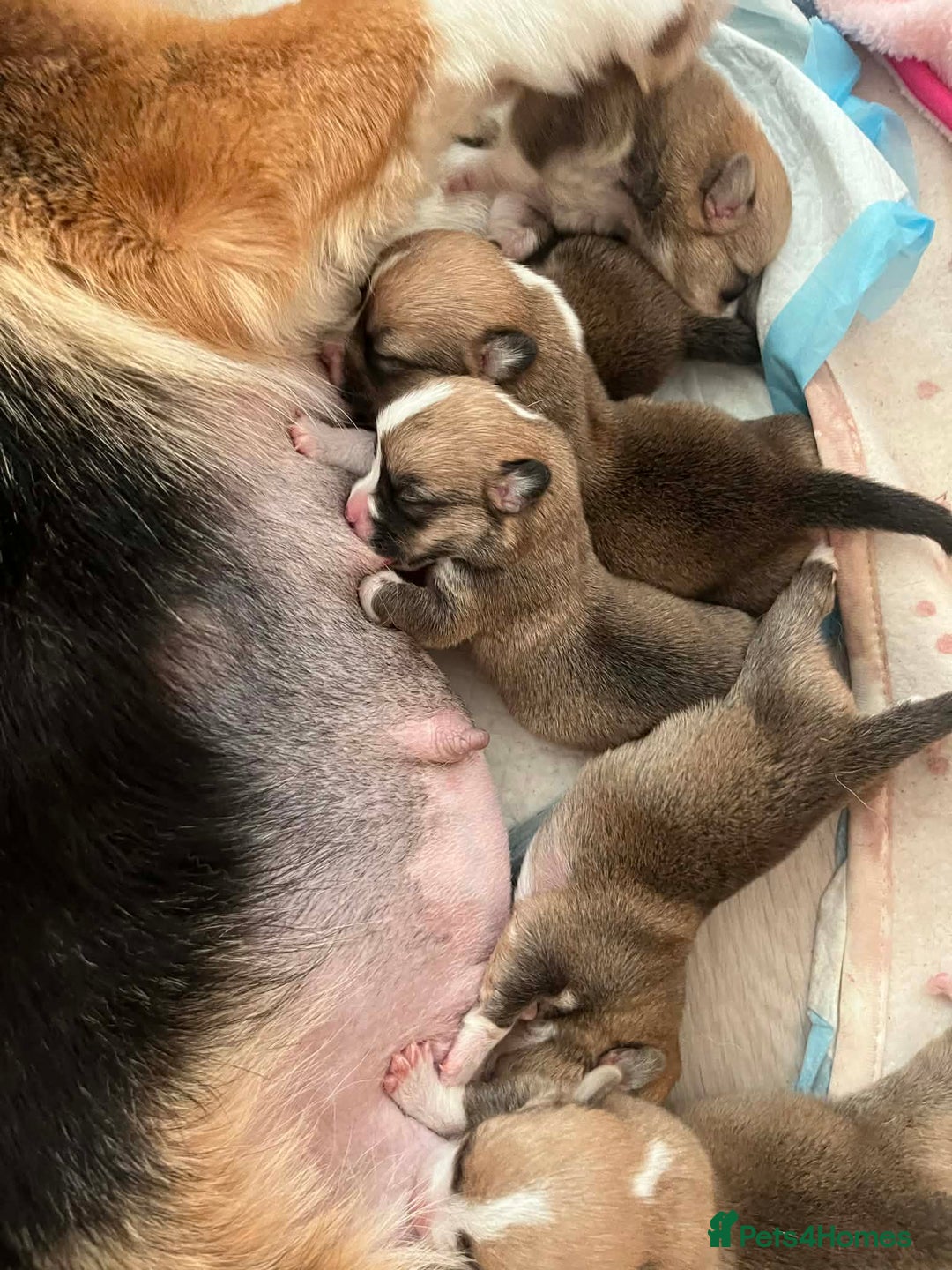 Welsh Corgi Pembroke dogs for sale: Welsh Pembroke Corgi Puppies - Girls Available - Advert 29