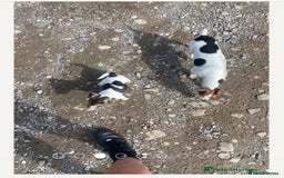 Jack Russell dogs for sale: Female jack russell - Image 4