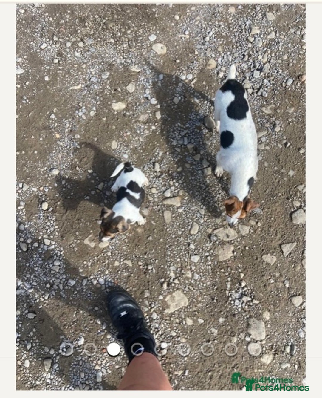 Jack Russell dogs for sale: Female jack russell - Image 4