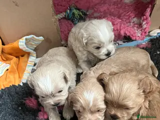Shihpoo dogs Stunning Shih poo puppies - Advert 5