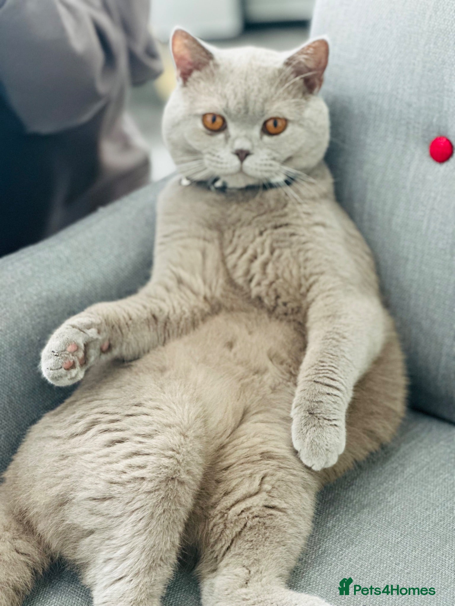 British Shorthair cats British shorthair Lilac  - Advert 1