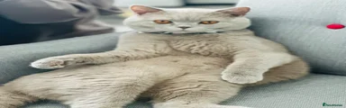 British Shorthair 1