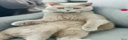 British Shorthair cats for sale: British shorthair Lilac  - Advert 1
