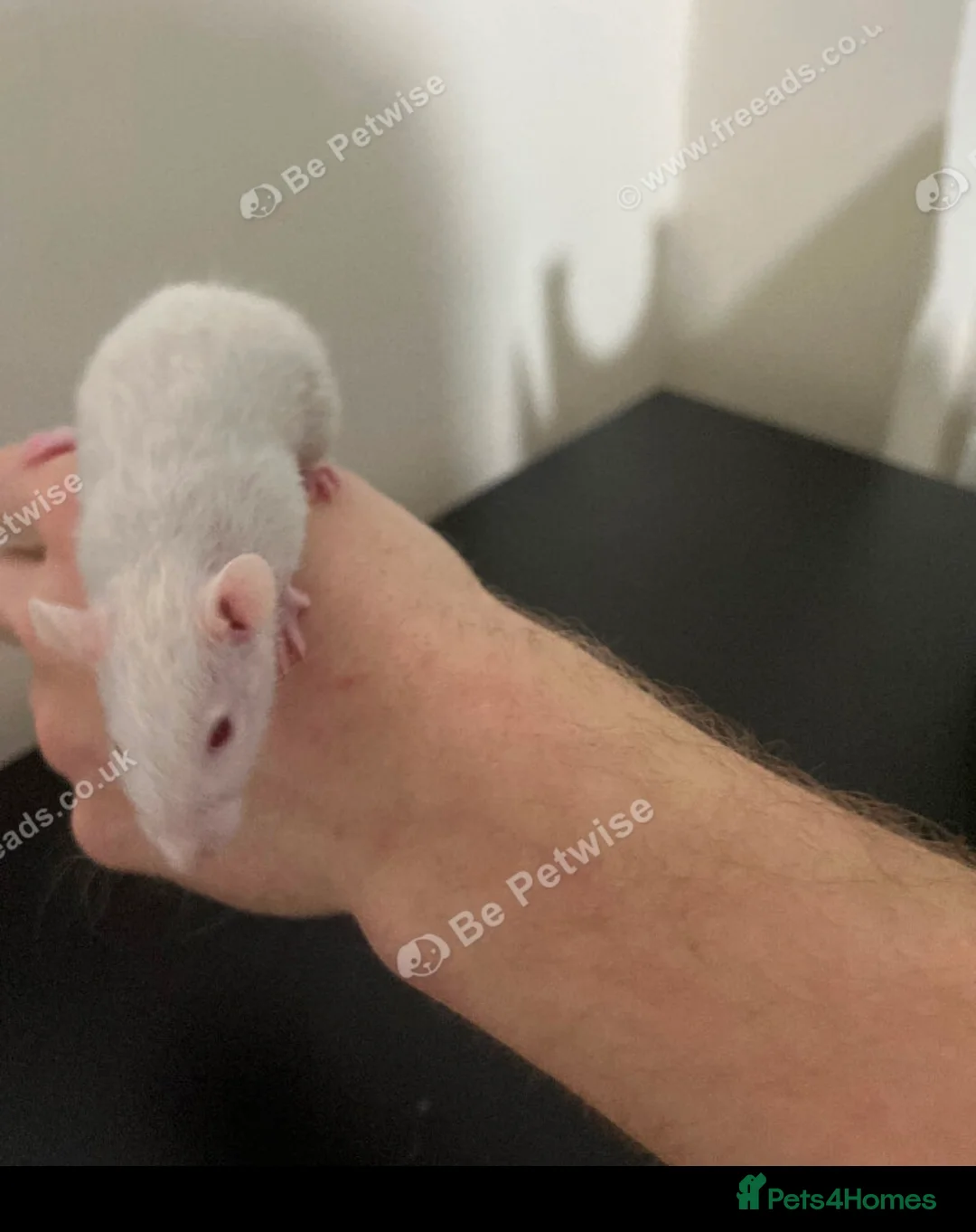 Rat rodents for sale: Baby rats for sale  - Advert 8